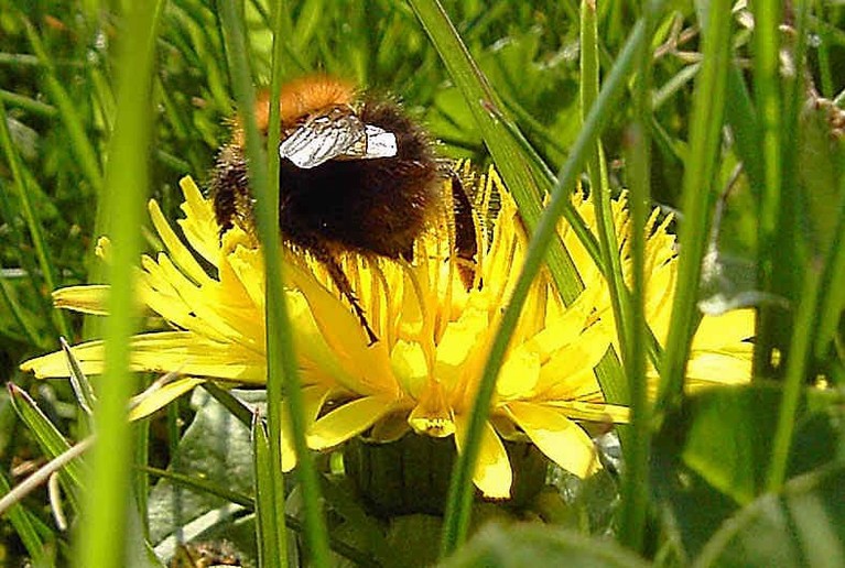 n_hommel 0761.jpg